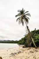 Contexte avec paume arbre photo