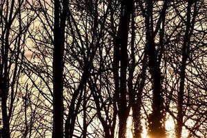 arbres dans la forêt photo