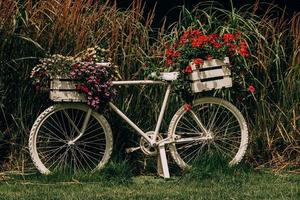 vélo décoré avec rouge géraniums décoration dans le jardin photo