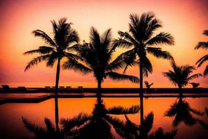 palmiers autour d'une piscine extérieure photo