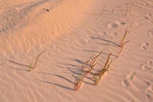 texture de la plage de sable photo