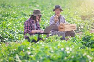 une agriculteur ou agronome détient une intelligent tablette à analyser moniteur plante croissance et maladie dans blé jardins. Naturel agriculture intelligente l'agriculture,l'agriculture affaires concept. photo