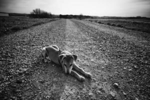 chien séance sur une route photo