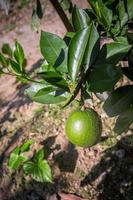 vert Malte agrumes, nu 1 sucré Malte fruit pendaison sur arbre dans Bangladesh. photo
