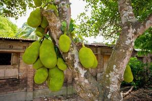 une grand échelle de jacquier pendaison sur le arbre. jacquier est le nationale fruit de Bangladesh. il est une saisonnier été temps fruit. photo