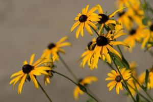 gros plan, de, zinnias jaunes photo