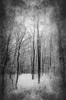 triste hiver blanc noir paysage avec des arbres dans le neige dans janvier photo