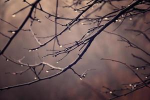 solitaire sans feuilles arbre branches avec gouttes de l'eau après une novembre du froid pluie photo