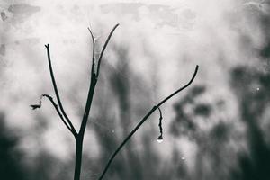 solitaire sans feuilles arbre branches avec gouttes de l'eau après une novembre du froid pluie photo