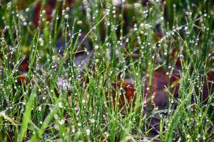 printemps Contexte avec Jeune herbe lames dans gouttes de Matin rosée dans le chaud Soleil photo