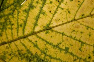 Contexte avec l'automne coloré érable feuilles photo