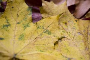 Contexte avec l'automne coloré érable feuilles photo