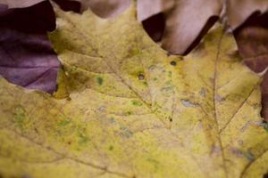 Contexte avec l'automne coloré érable feuilles photo