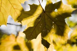 Contexte avec l'automne coloré érable feuilles photo