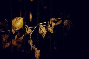 l'automne d'or érable feuille sur une métal clôture photo