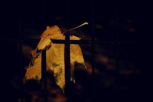 l'automne d'or érable feuille sur une métal clôture photo