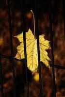 l'automne d'or érable feuille sur une métal clôture photo