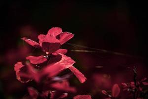 rouge feuilles de une buisson dans le chaud l'automne Soleil photo