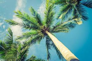 Vintage beau palmier tropical - filtre vintage photo