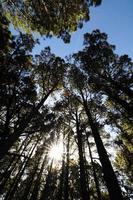 arbres dans la forêt photo