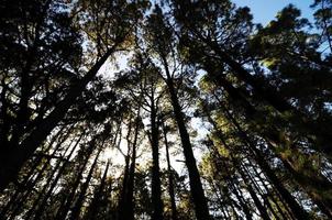 arbres dans la forêt photo