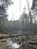 rivière dans la forêt photo