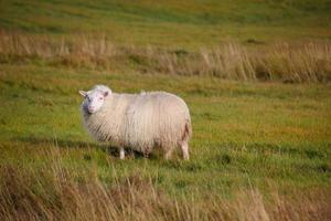 Islande mouton dans la nature photo