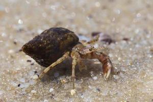 proche en haut de petit ermite Crabe sur le sable photo