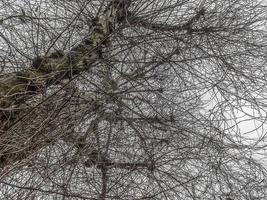 des arbres sur une hiver journée photo