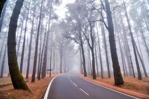 arbres dans la forêt photo