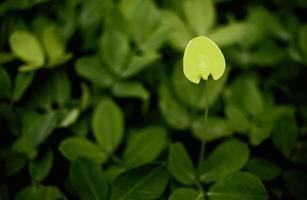 jolie fleurs sauvages sur une feuille photo