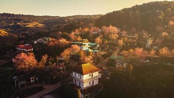 paysage de magnifique sauvage himalayen Cerise épanouissement rose prunus cérasoides fleurs à phu lom lo loei et phitsanulok de Thaïlande photo