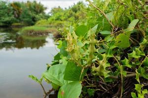 mer houx dans le sauvage. indonésien biologique herbes photo