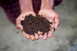 main en portant compost avec vers rouges. une agriculteur montrant le vers dans le sien mains à Chuadanga, Bangladesh. photo