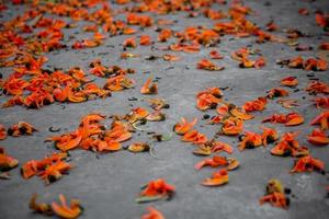 le pétales de le rougeâtre Orange butea monosperma fleur sont propager sur le sol de le des arbres. photo