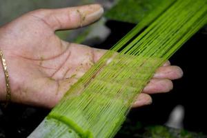 fibre est étant fabriqué de le ananas arbre feuilles. une main et non lavé ananas feuille fibre. respectueux de la nature des produits. agricole déchets produit. photo