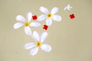 Trois blanc plumeria fleurs sont flottant dans le l'eau. fleurs Contexte. photo