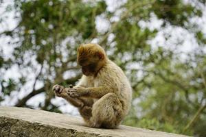 Jeune barbarie macaque singe séance sur pierre mur photo