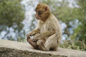 Jeune barbarie macaque singe séance sur pierre mur photo