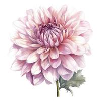 gouache La peinture de une magnifique rose dahlia, blanc arrière-plan, fleuri, moitié tons, esthétique, fond d'écran , générer ai photo