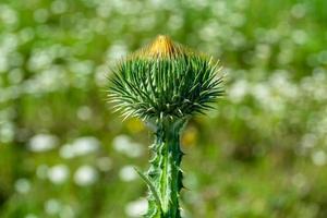 belle racine de fleur de plus en plus bardane chardon sur fond prairie photo