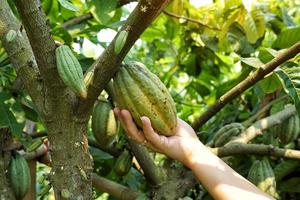 une cacao agriculteur détient le cacao fruit dans le sien main à vérifier le qualité de le produire. doux et sélectif se concentrer. photo