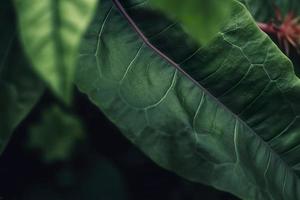 tropical feuilles coloré fleur sur foncé tropical feuillage la nature Contexte foncé vert feuillage nature, générer ai photo