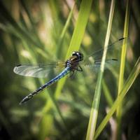 libellule sur une pièce de herbe, produire ai photo