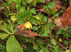 botanique. fleurs dans le jardin. fermer vue de une helleborus fœtus, aussi connu comme puant ellébore, feuilles et hiver épanouissement fleurs dans le parc. photo