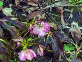botanique. fleurs dans le jardin. fermer vue de une helleborus fœtus, aussi connu comme puant ellébore, feuilles et hiver épanouissement fleurs dans le parc. photo