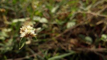 blanc fleurs Floraison dans le Matin sur le colline photo