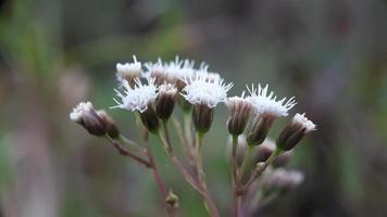 blanc fleurs Floraison dans le Matin sur le colline photo