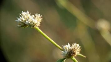 blanc fleurs Floraison dans le Matin sur le colline photo