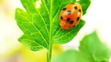 sélectif concentrer de pitre coccinelle sur une feuille. animal macro photo